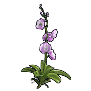 Orchid